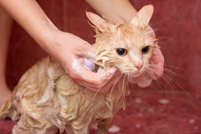 シャンプーされる猫