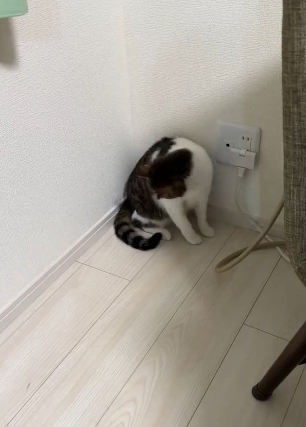 下を見る猫