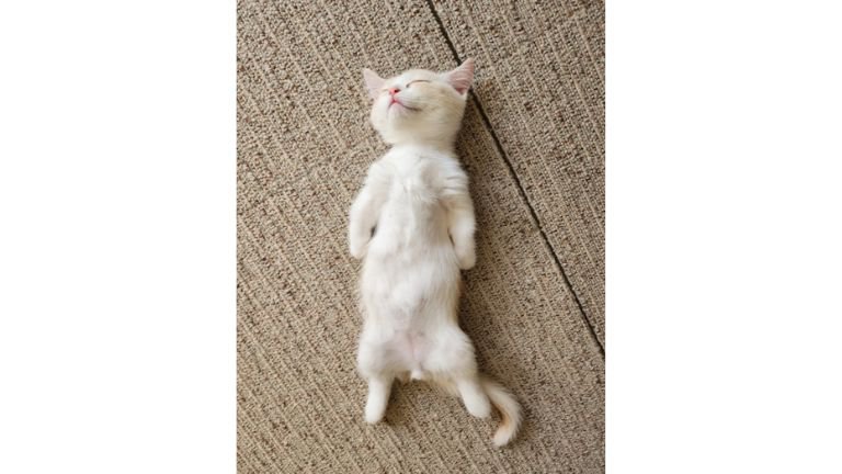 寝ている子猫