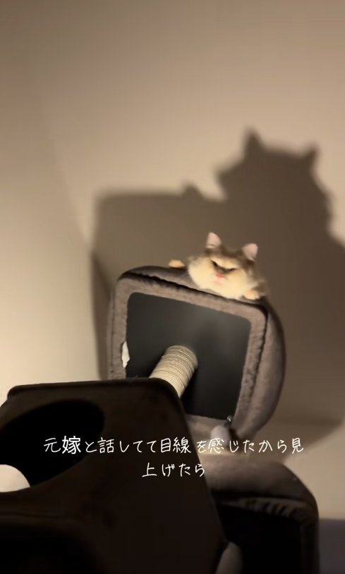 画面中央にいるキャットタワーの上で見下ろす猫(ヒキブレ気味)