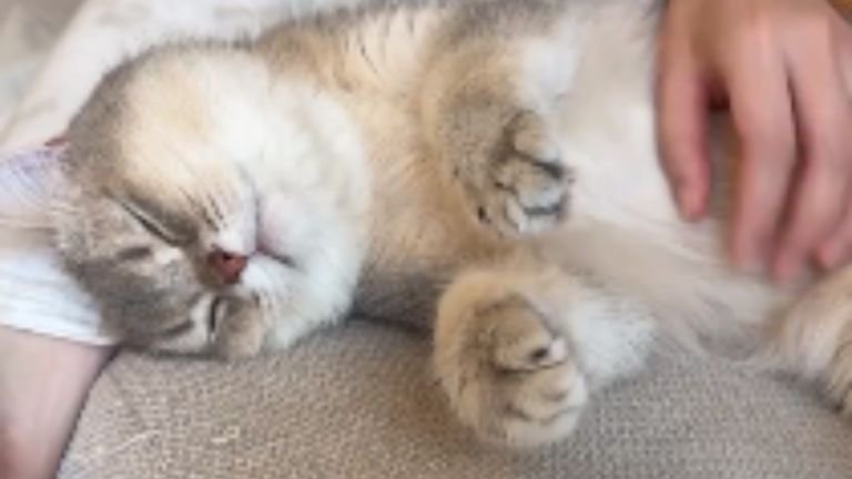 寝ている猫