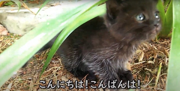 草の影から顔を出す子猫