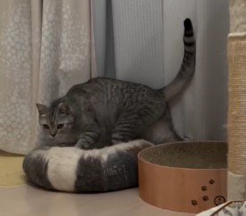 子猫を見てゆっくり動くスコティッシュフォールド