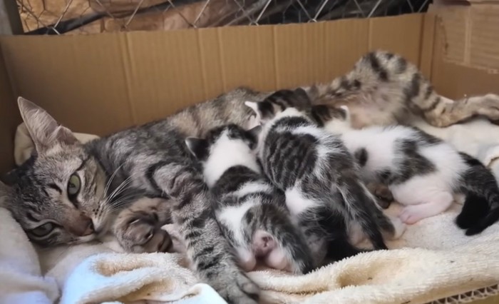 並んで飲む猫