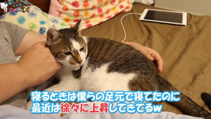 飼い主さんに寄り添っている猫