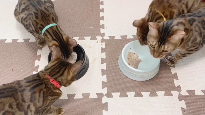 ごはんを食べる4匹の猫