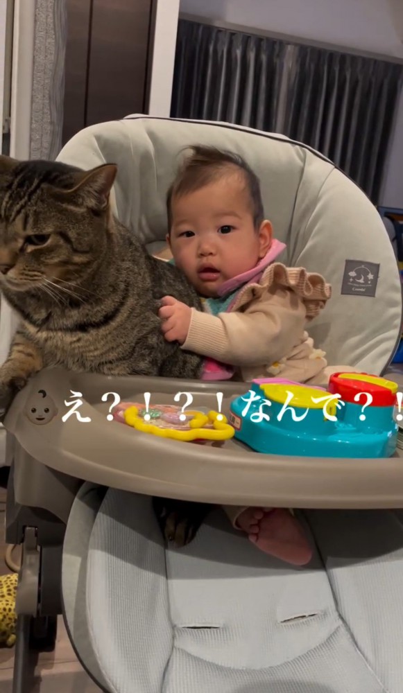 猫の背中を抱えながらこちらを見る赤ちゃん2