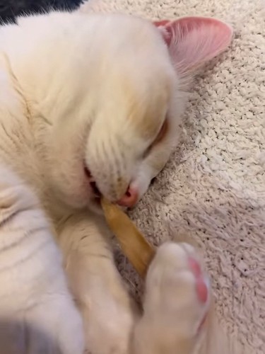 口を開けて寝ている猫の顔