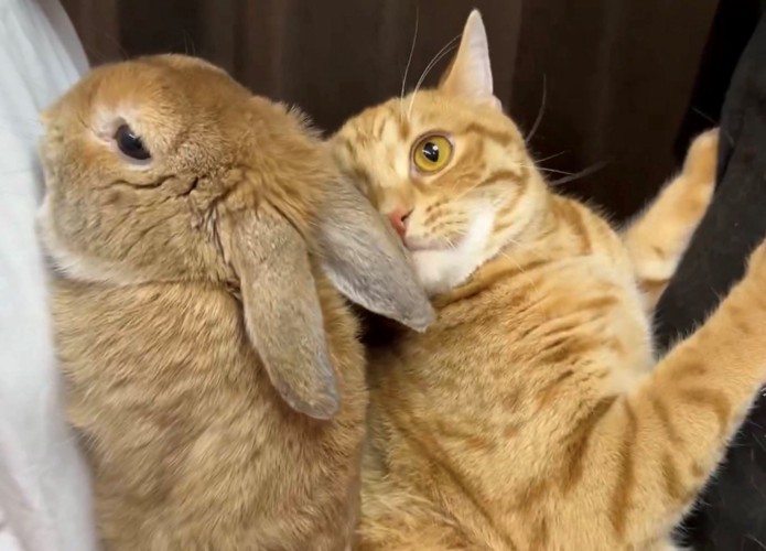 うさぎの耳で顔が半分隠れている猫