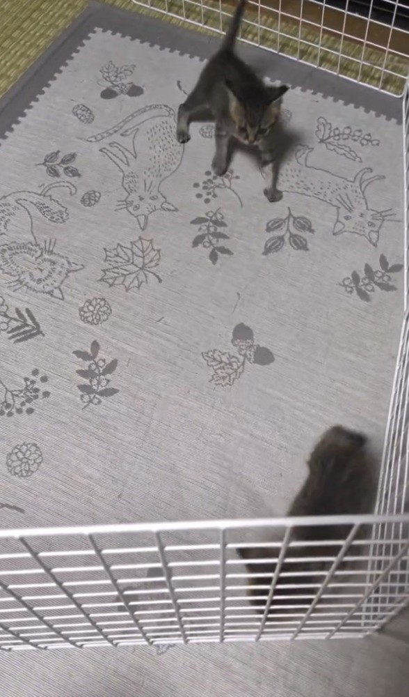 見合う2匹の猫