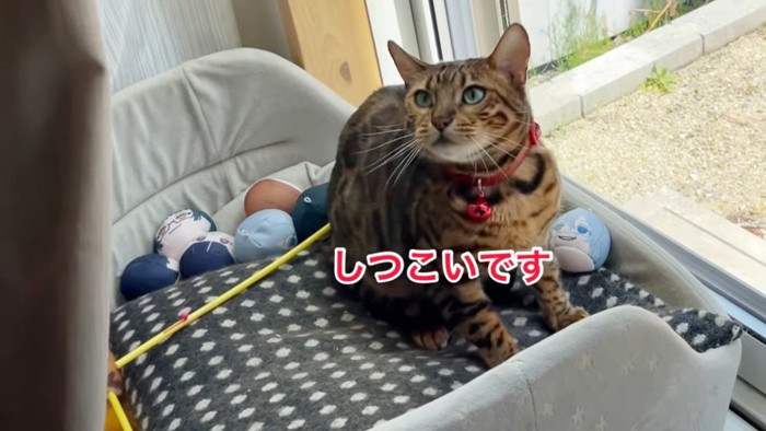 赤い首輪の猫