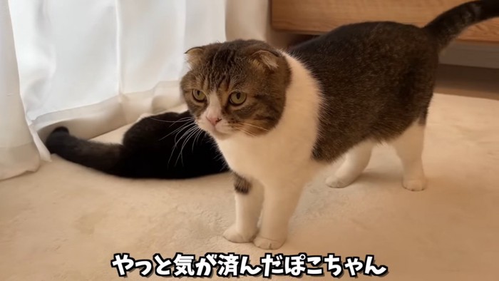 立っている猫