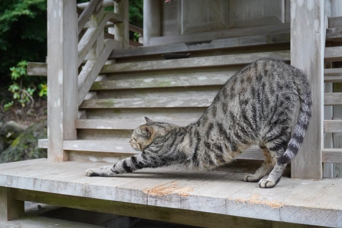 伸びをする猫