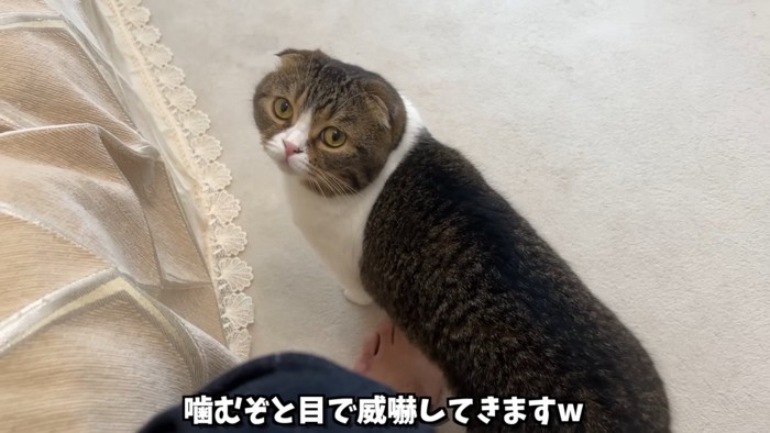 見上げる猫