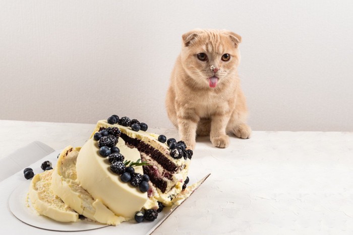 倒れたケーキと鼻の頭にクリームがついた猫