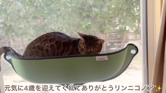 ハンモックに入る猫