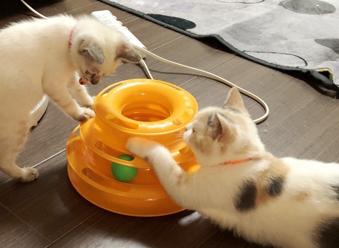 キキ&小町
