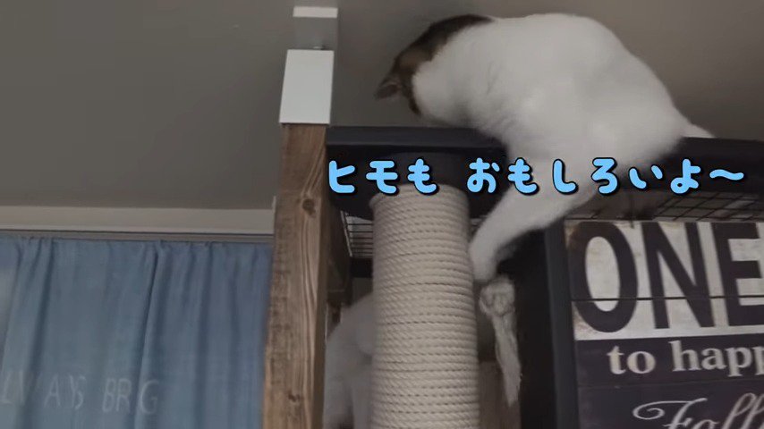 ヒモで遊んであげるきゅっきゅちゃん