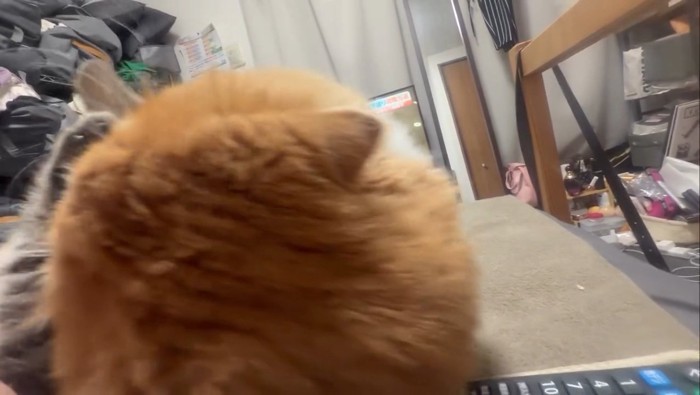 子猫を抱きしめる成猫