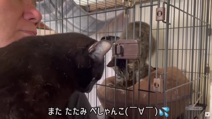 抱っこされる黒猫とケージの中にいるキジトラ