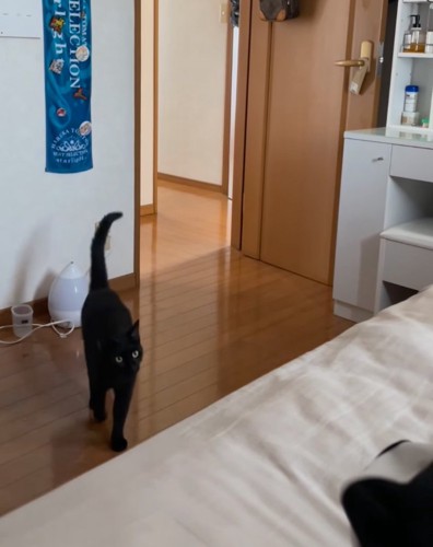 歩いてくる黒猫