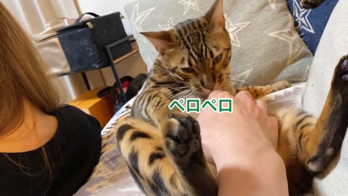 人の手をなめる猫