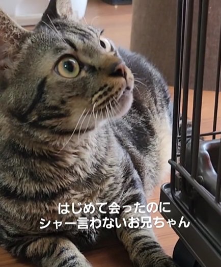 右斜め上を見上げる猫