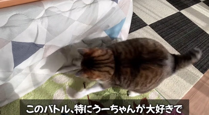 布団の前の猫