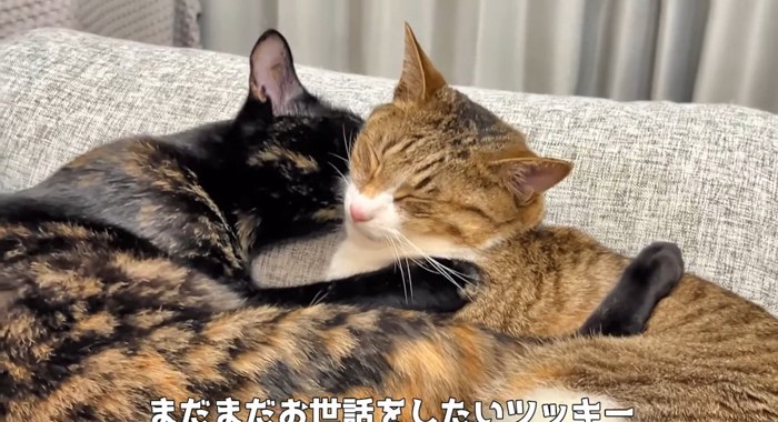 毛繕いする猫