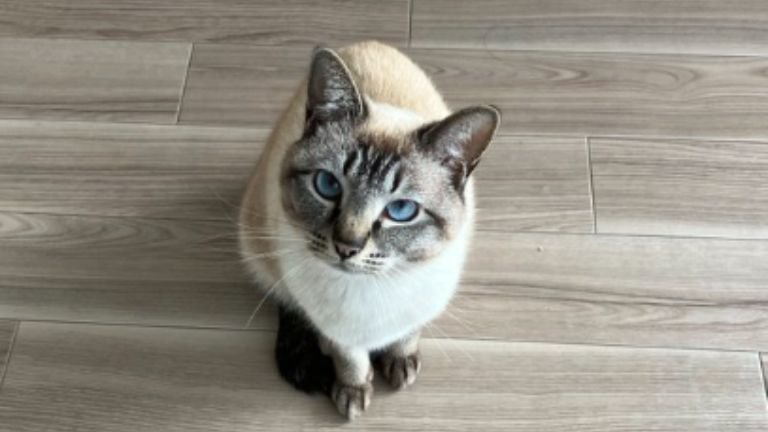 室内にいる猫