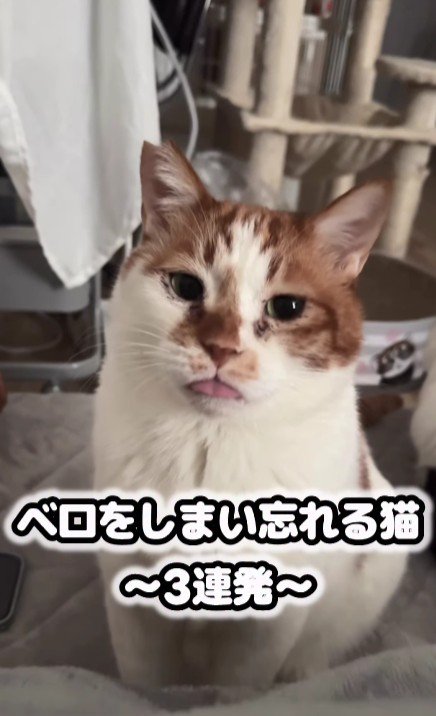 舌を出している猫