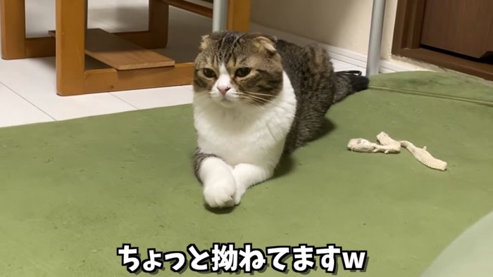 前足を組んでる猫