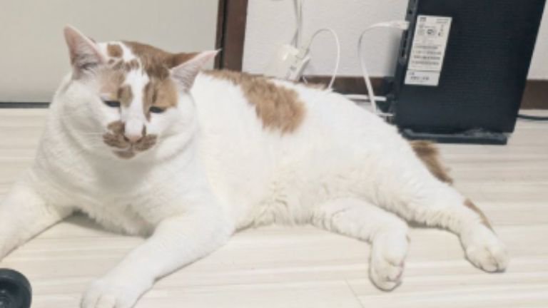 室内にいる猫