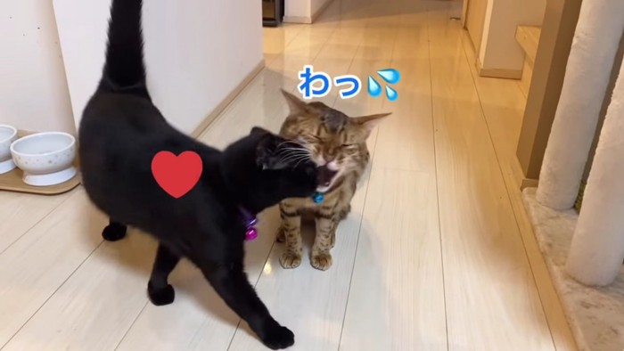 ベンガルと黒猫