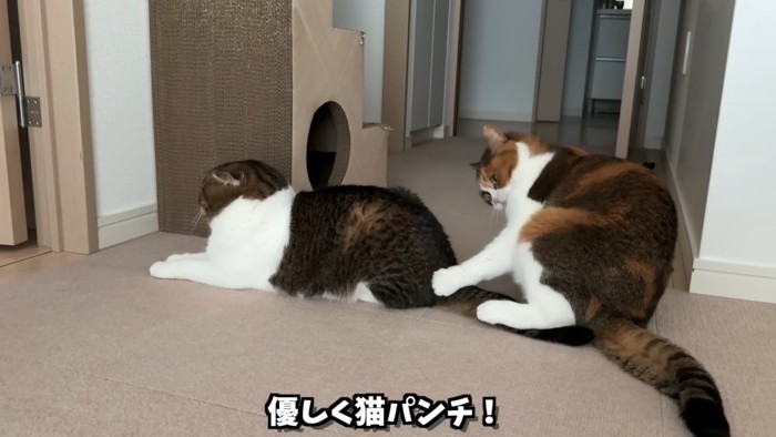 猫パンチする猫