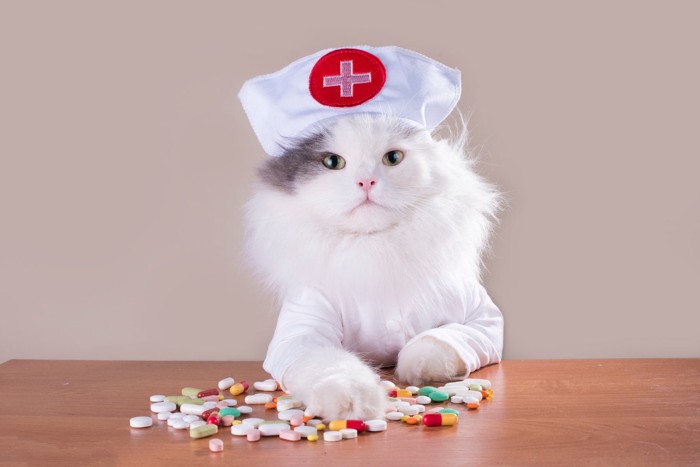 ナースのコスプレをした猫