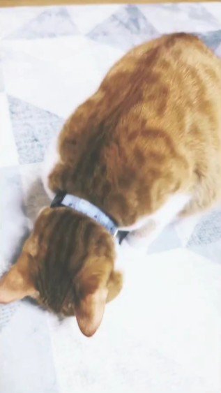 おやつを食べる猫