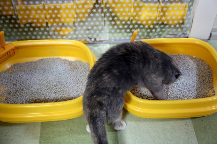 猫がトイレに入るところ