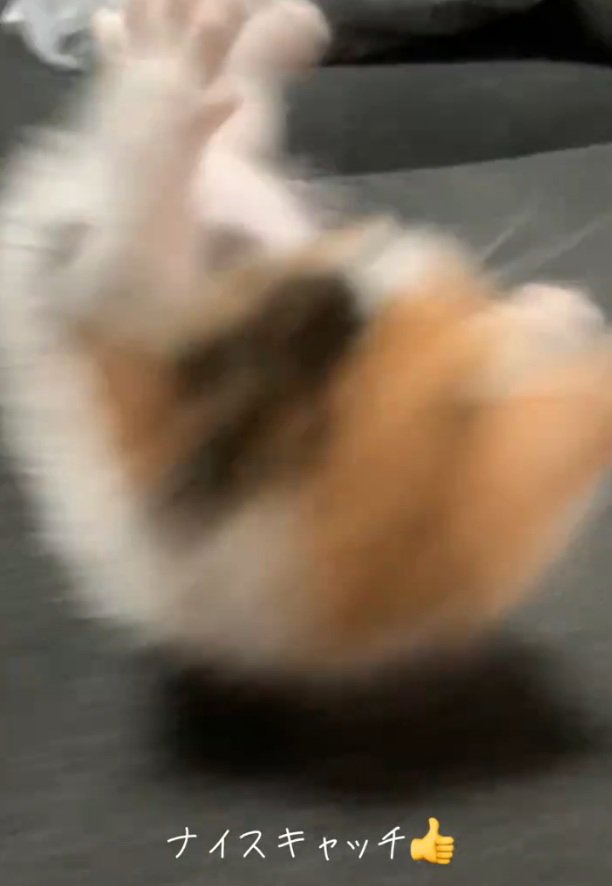 転がる子猫