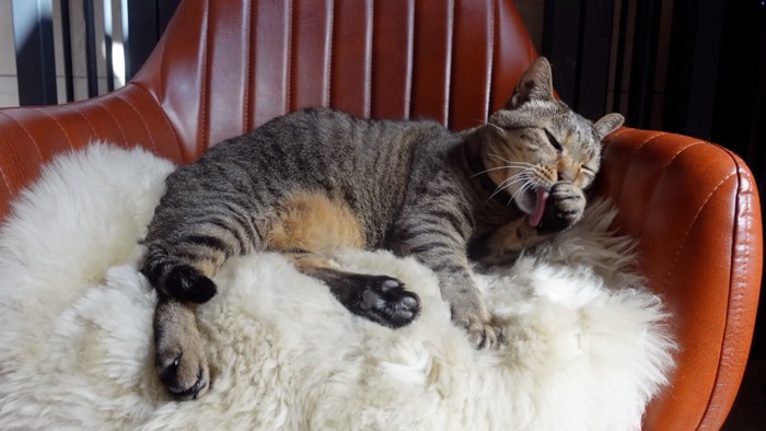 余裕の猫