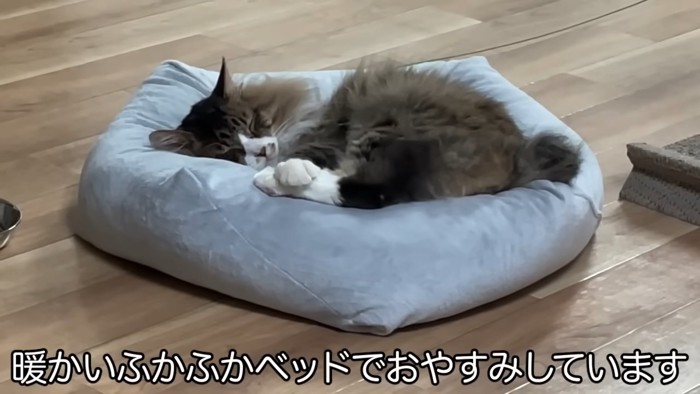 ベッドで寝る猫