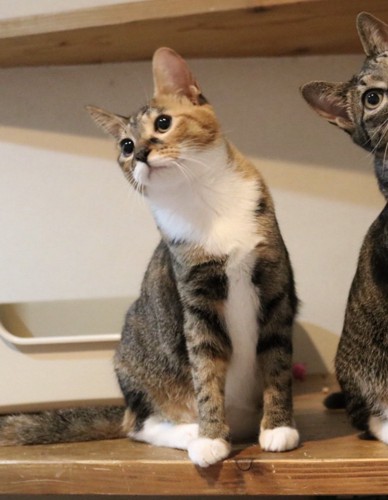 左側を向いている左端の猫