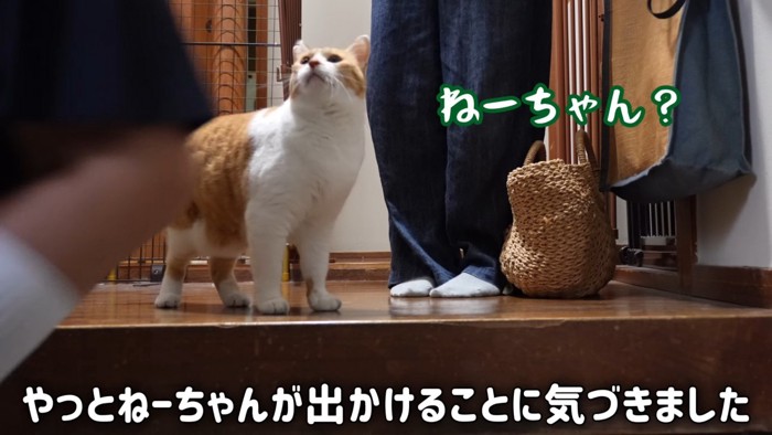 見上げる猫