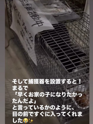 捕獲器に入る猫