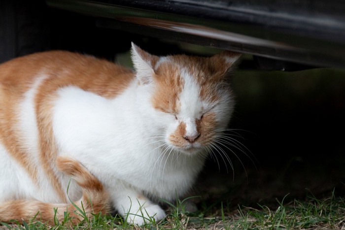 うずくまって寝る猫