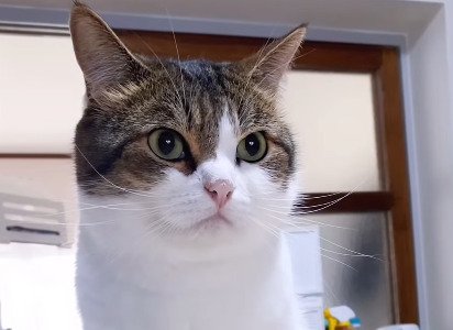 遠くを見る猫