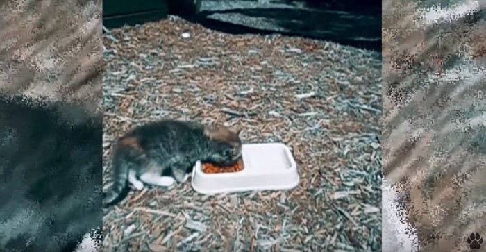 餌を食べる子猫