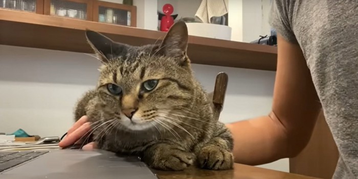 立ち去る猫