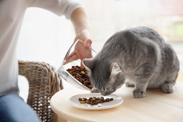 お皿にキャットフードを入れる猫