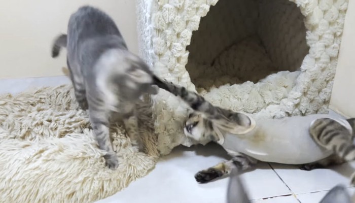猫パンチ